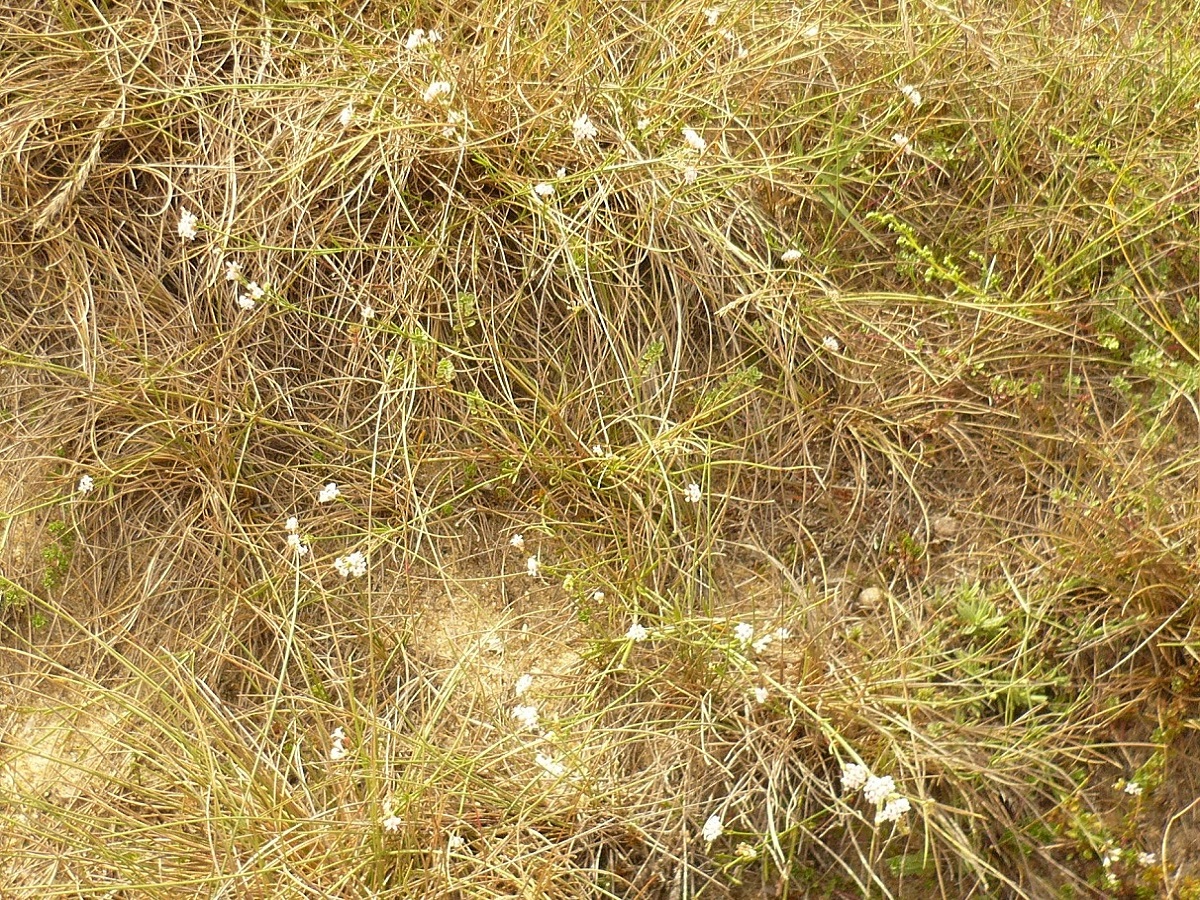Asperula occidentalis (Rubiaceae)